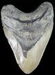 Large, Megalodon Tooth - North Carolina #48908-1